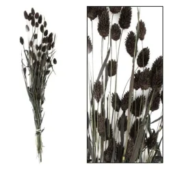 Droogbloem Manerba zwart